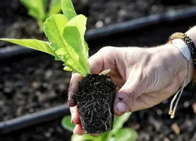 تصویر 1 از نشا گوجه فرنگی زودرس مناسب کشت بهاره